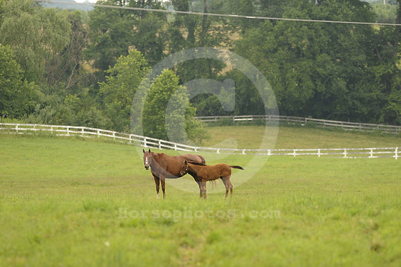 mareandfoal1057_hr
