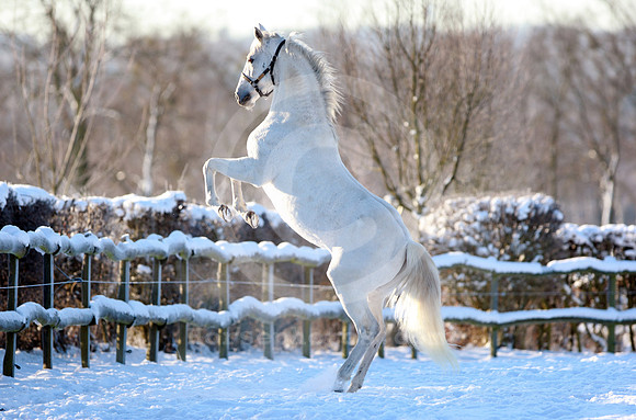 stallion_grey_rear59_fs