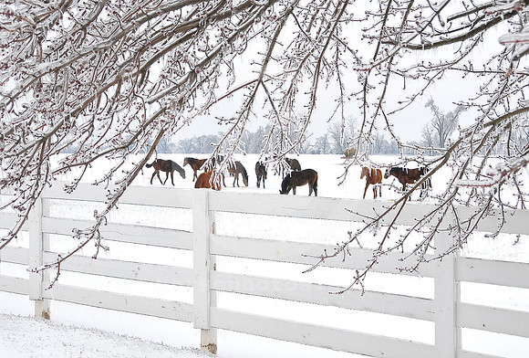 Snow1447