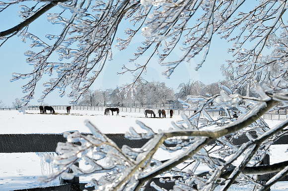 Snow1502