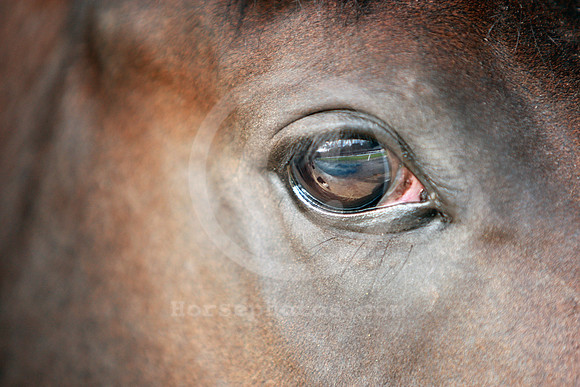 eye66_fs