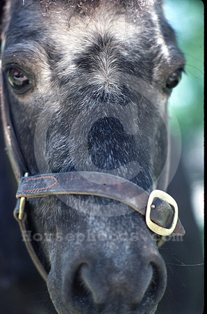 breeds13_hr