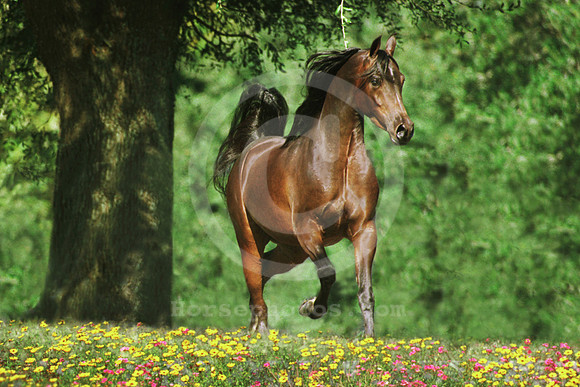 breeds30_mb