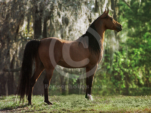 breeds31_mb