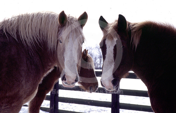 breeds32_hr