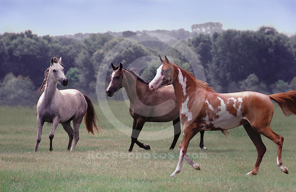 breeds33_mb