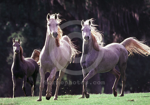 breeds34_mb