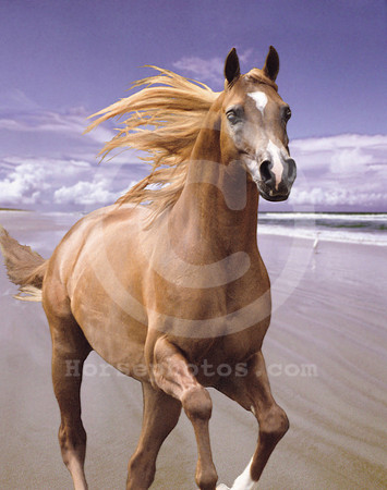 breeds35_mb