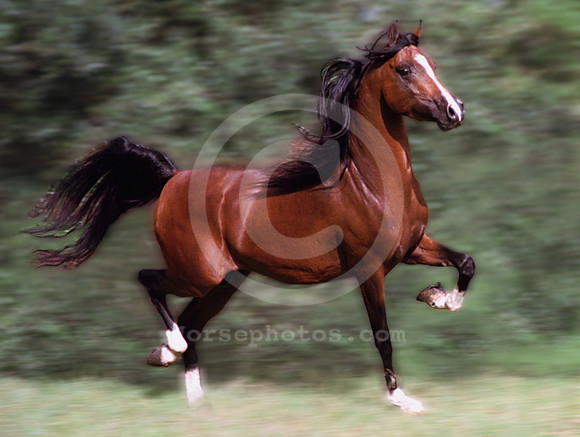 breeds40_mb