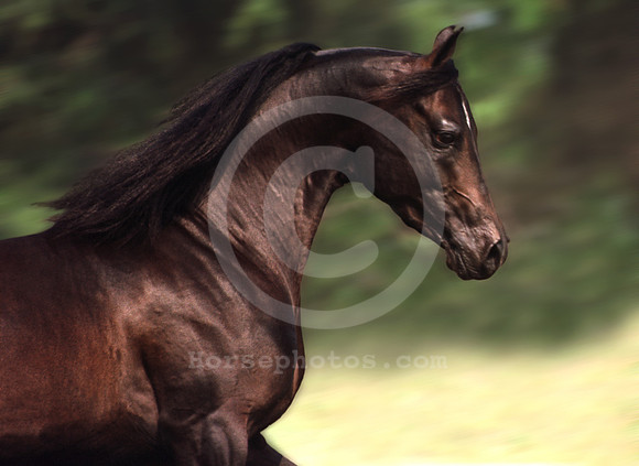 breeds41_mb