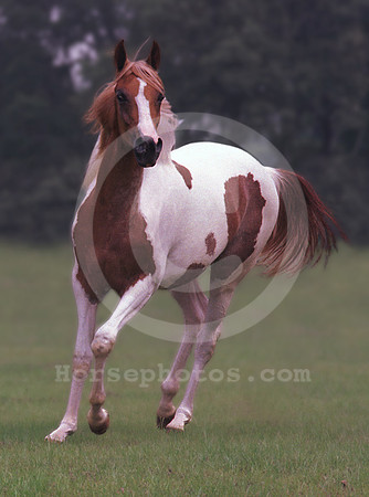 breeds43_mb