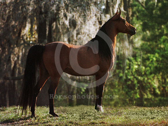 breeds45_mb