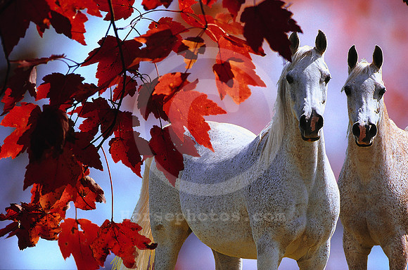 breeds46_mb