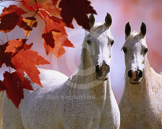 breeds47_mb
