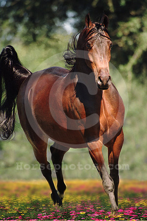 breeds48_mb