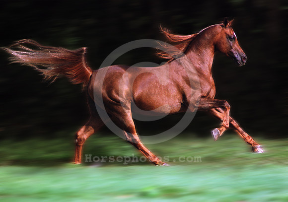 breeds49_mb