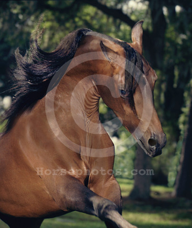 breeds50_mb