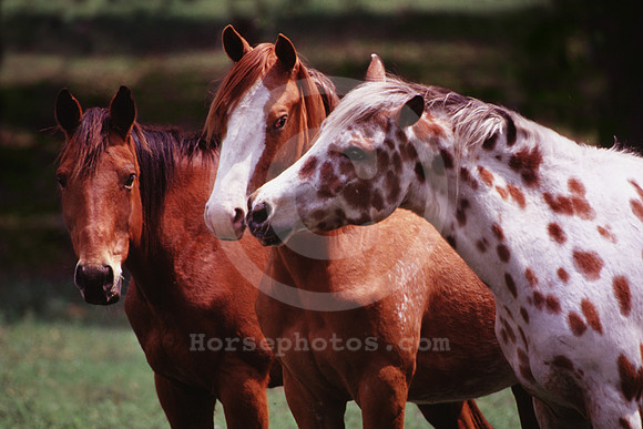 breeds51_mb