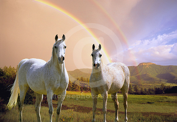 breeds52_mb