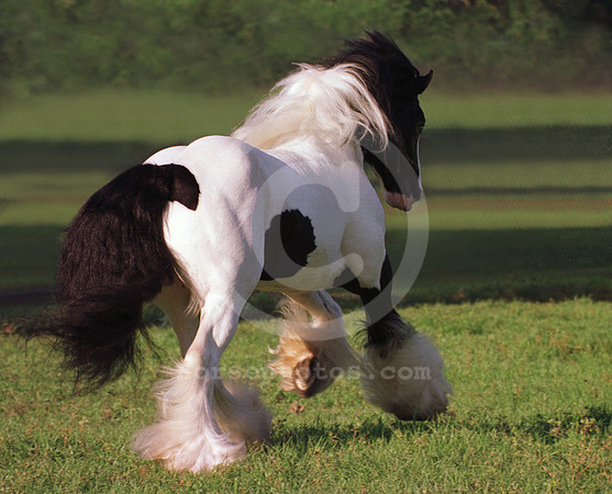 breeds53_mb