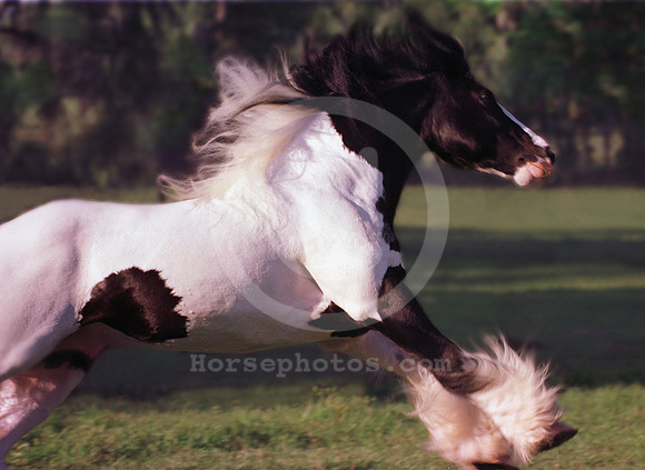 breeds54_mb
