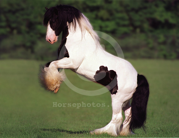 breeds55_mb