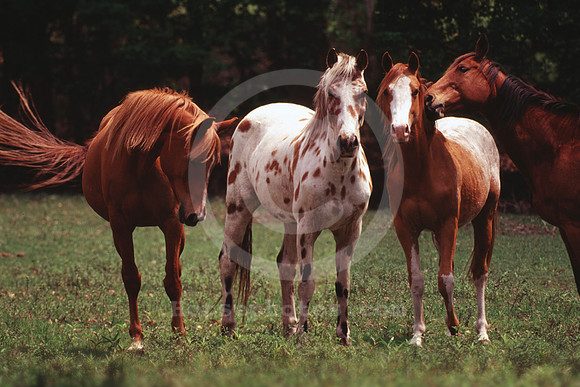 breeds56_mb