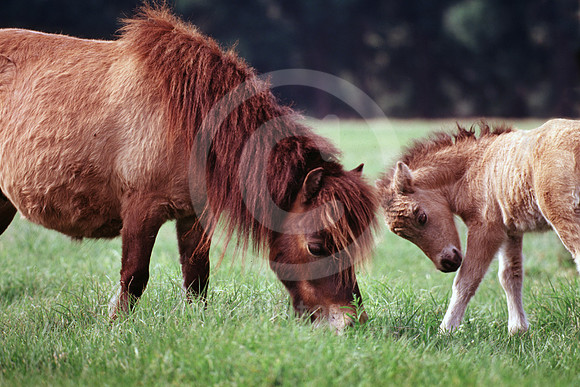 breeds57_mb