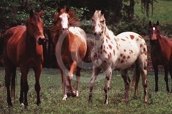 breeds59_mb