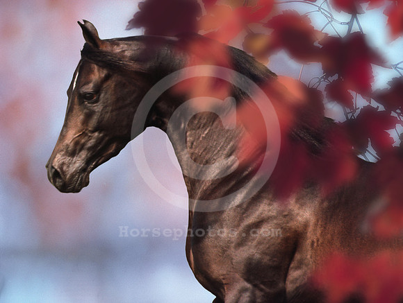 breeds60_mb