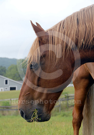 breeds61_sp