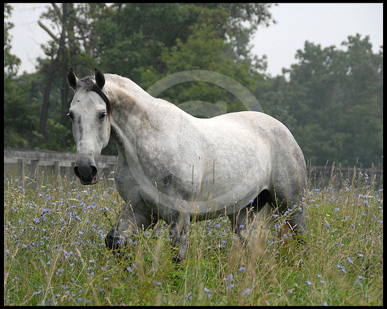 breeds62_sp