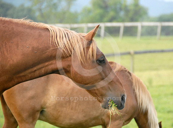 breeds63_sp