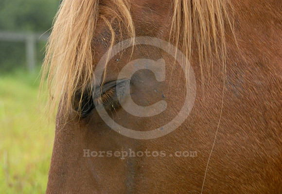 breeds64_sp