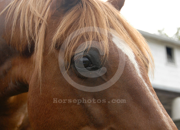 breeds65_sp