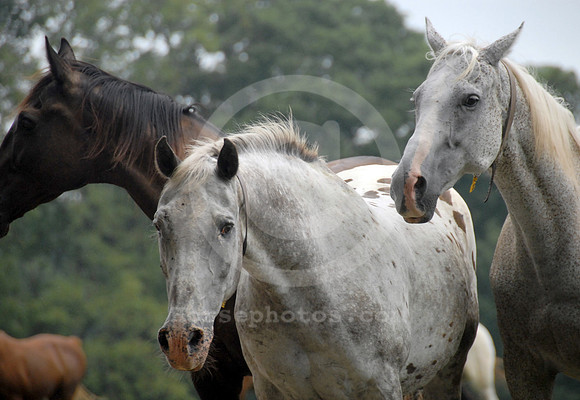 breeds66_sp
