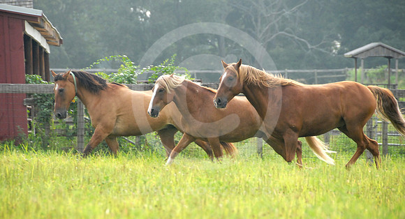 breeds67_sp