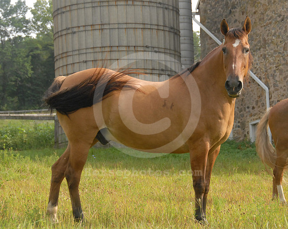 breeds68_sp