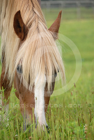 breeds70_sp