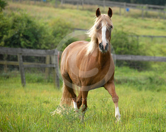 breeds71_sp