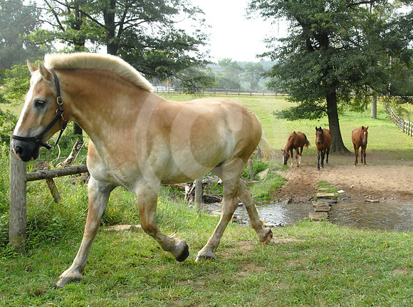breeds72_sp
