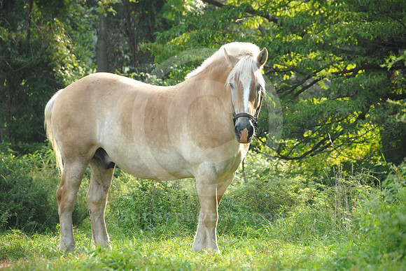breeds73_sp
