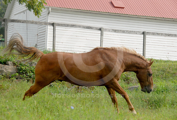breeds74_sp