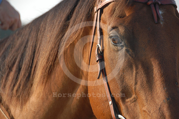 breeds76_sp
