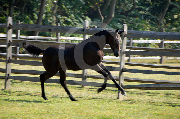 breeds80_sp