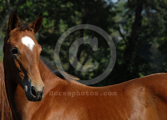 breeds82_sp