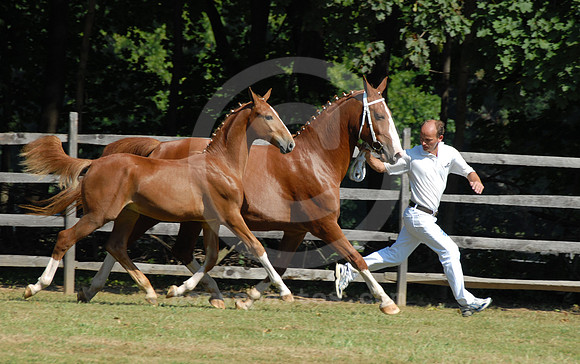 breeds83_sp
