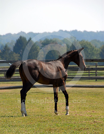 breeds85_sp