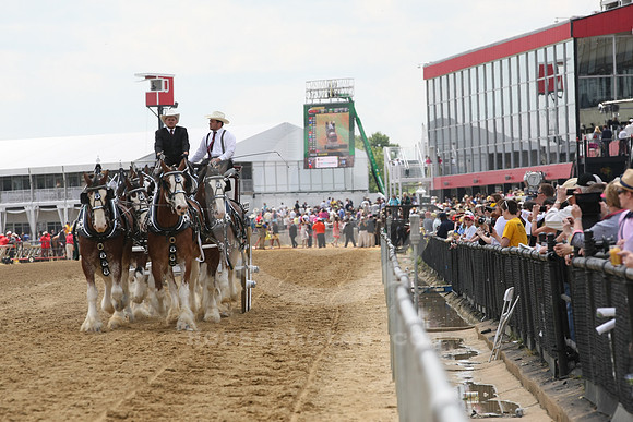 clydesdale12_st