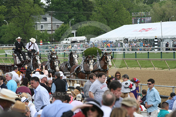 clydesdale13_st